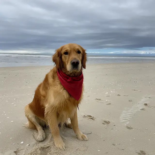 FLUX 3 Klein ComfyUI: A red bandana tied on the dog (Base)