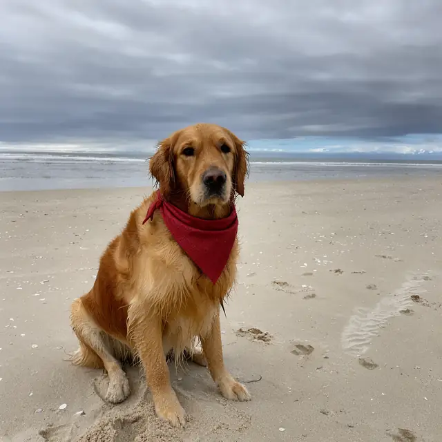 FLUX 3 Klein ComfyUI: A red bandana tied on the dog