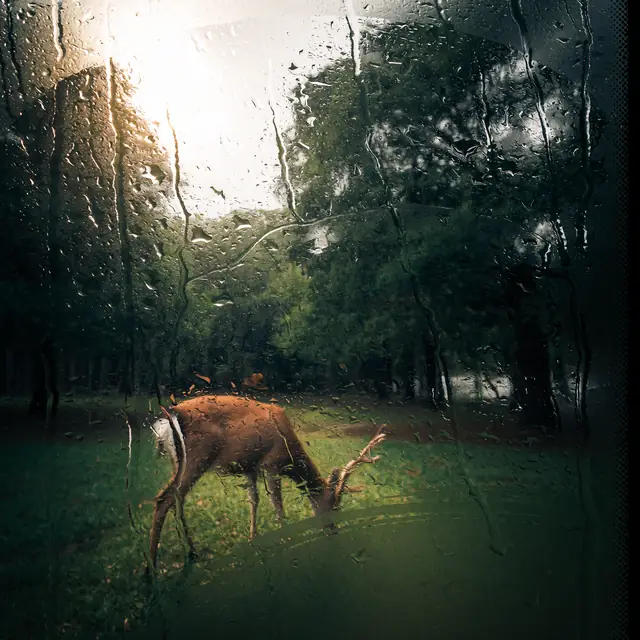 Krea 2 ComfyUI: A deer grazing in a sunlit forest
